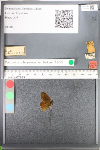 Media type: image;   Entomology 102745